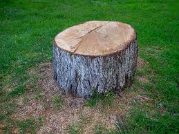 How Our Tree Care Process Works  in  Vidor, TX