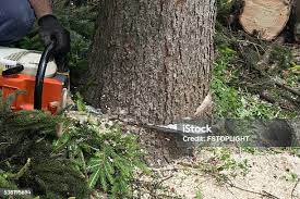 Best Tree Disease Treatment  in Vidor, TX