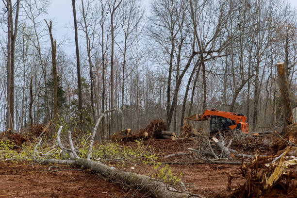 Best Tree Risk Assessment  in Vidor, TX